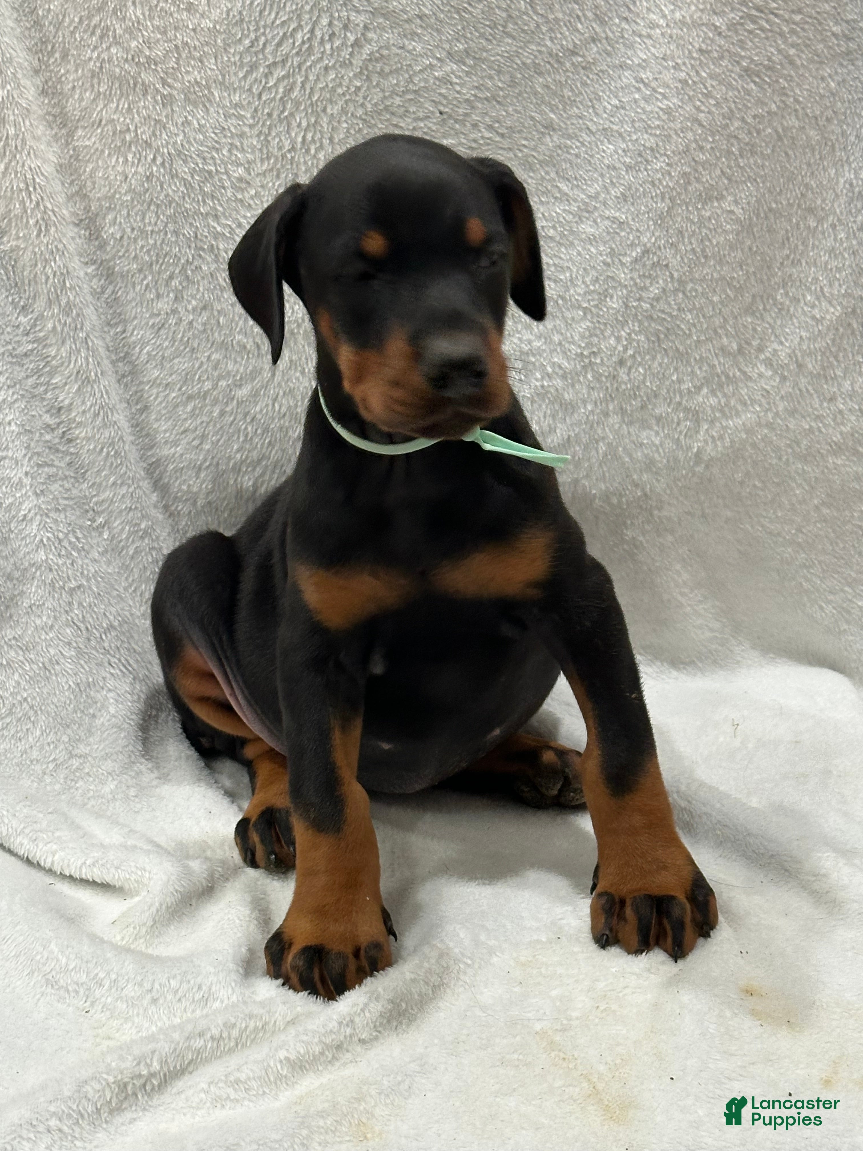 Doberman Pinscher dogs Doberman Pinscher Puppy 4 - Ad 31