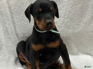 Doberman Pinscher dogs Doberman Pinscher Puppy 4 - Ad 37