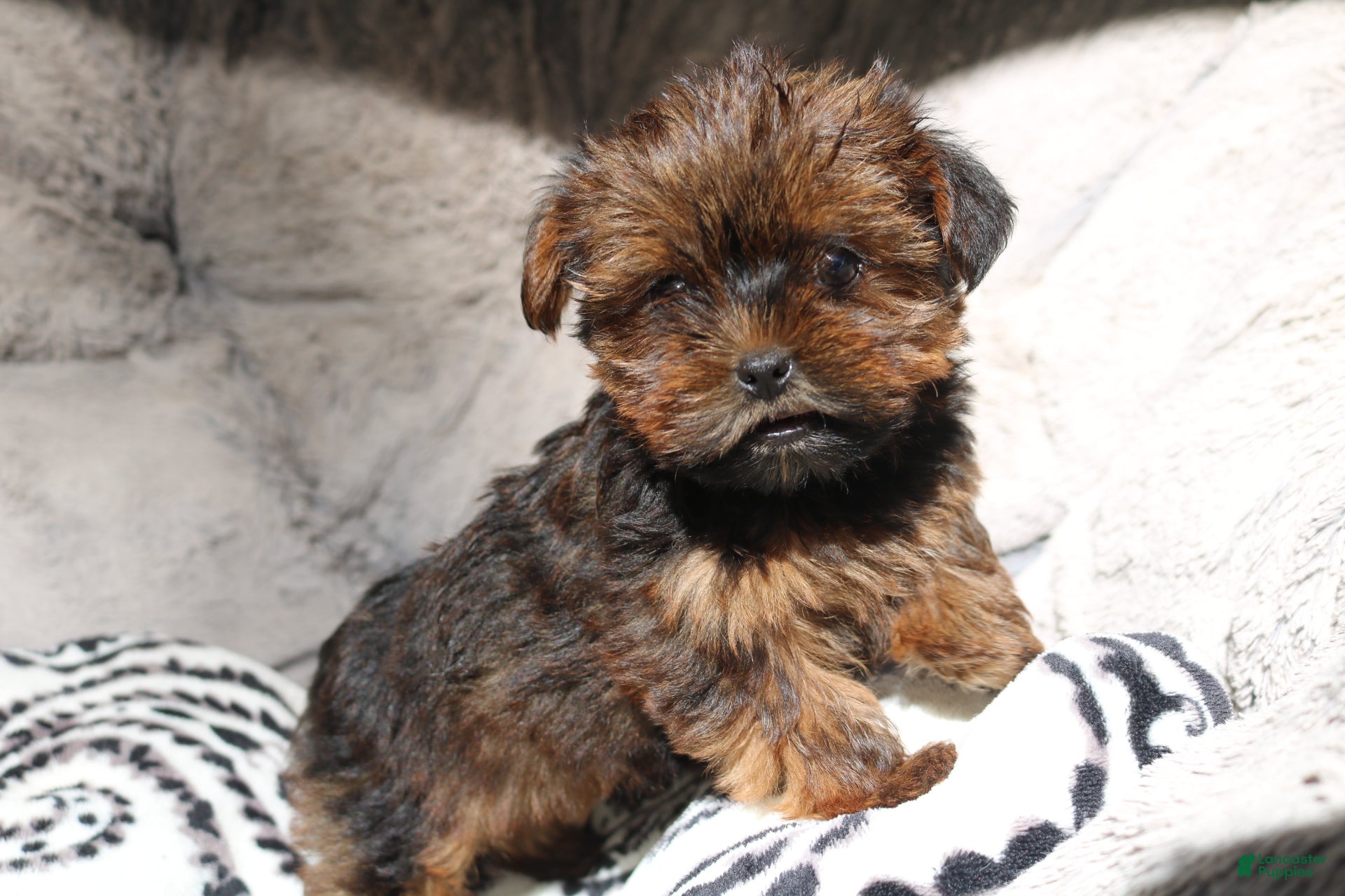 Shorkie dogs Bailey  - Ad 1