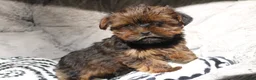 Shorkie dogs for sale: Bailey  - Ad 1
