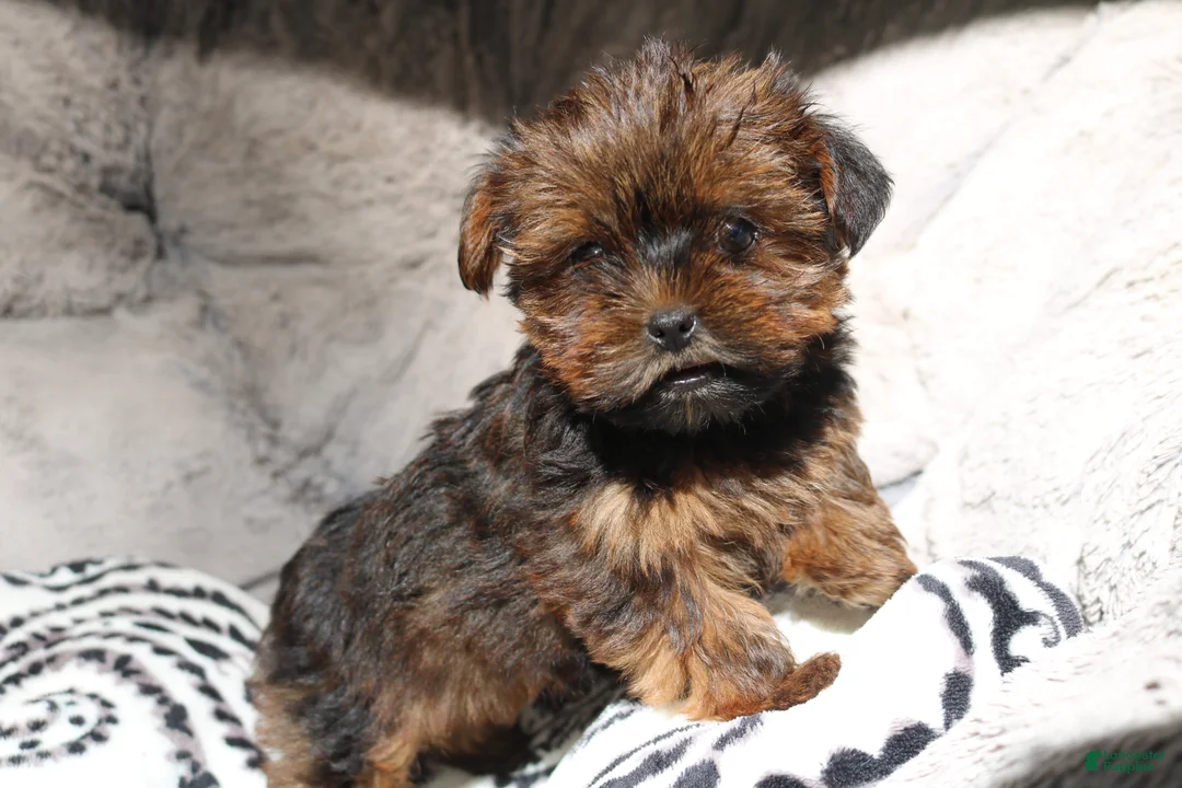 Shorkie dogs for sale: Bailey  - Ad 1