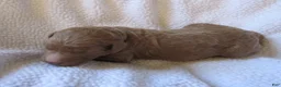 Goldendoodle dogs for sale: Black collar - Ad 2