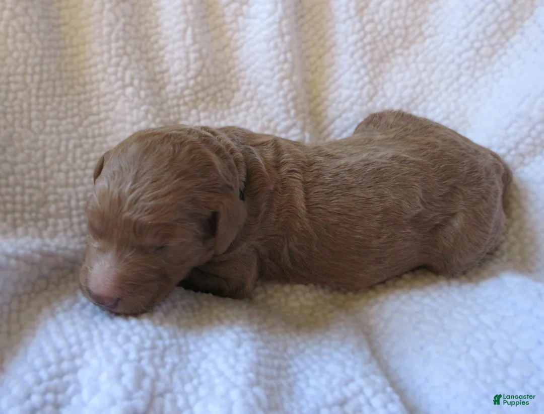 Goldendoodle dogs for sale: Black collar - Ad 2