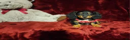 Miniature Dachshund dogs for sale: EMBERLY - Ad 8