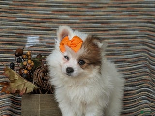 Pomeranian dogs Pilar - Ad 35