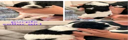 Standard Poodle dogs for sale: Purple collar - Ad 3