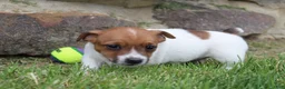 Jack Russell Terrier dogs for sale: Teddy - Ad 4