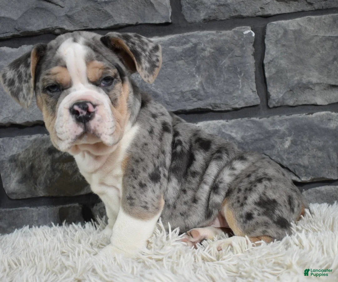 Mixed Breed dogs for sale: Bubba - Ad 1