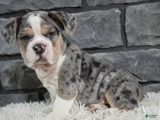 Mixed Breed dogs Bubba - Ad 22