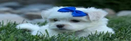 Maltese dogs for sale: OREO - Ad 4
