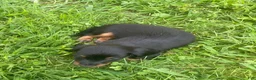 Miniature Dachshund dogs for sale: Kent  - Ad 4