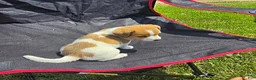 Jack Russell Terrier dogs for sale: Flora - Ad 4