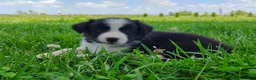 Border Collie dogs for sale: Piper - Ad 15