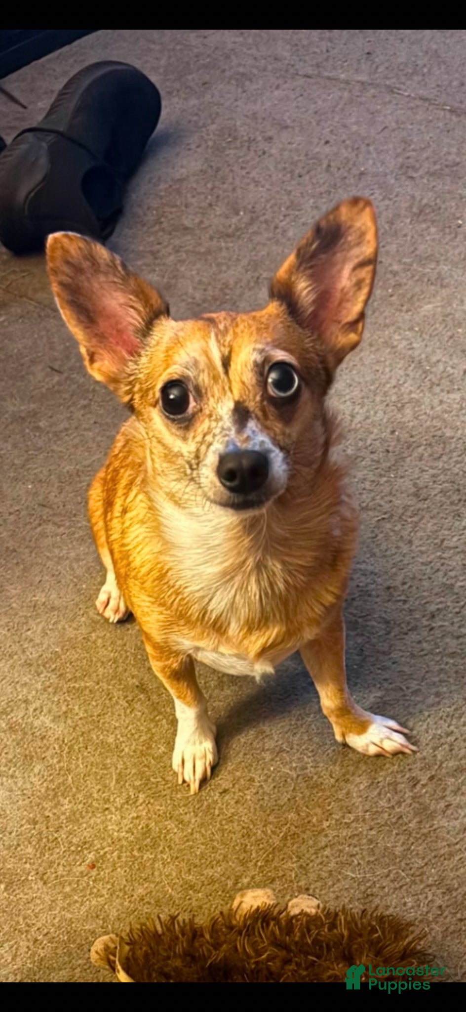 Chiweenie dogs T-Rex  - Ad 2