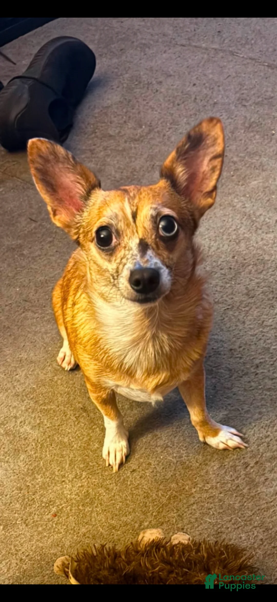 Chiweenie dogs for sale: Fireball - Ad 5