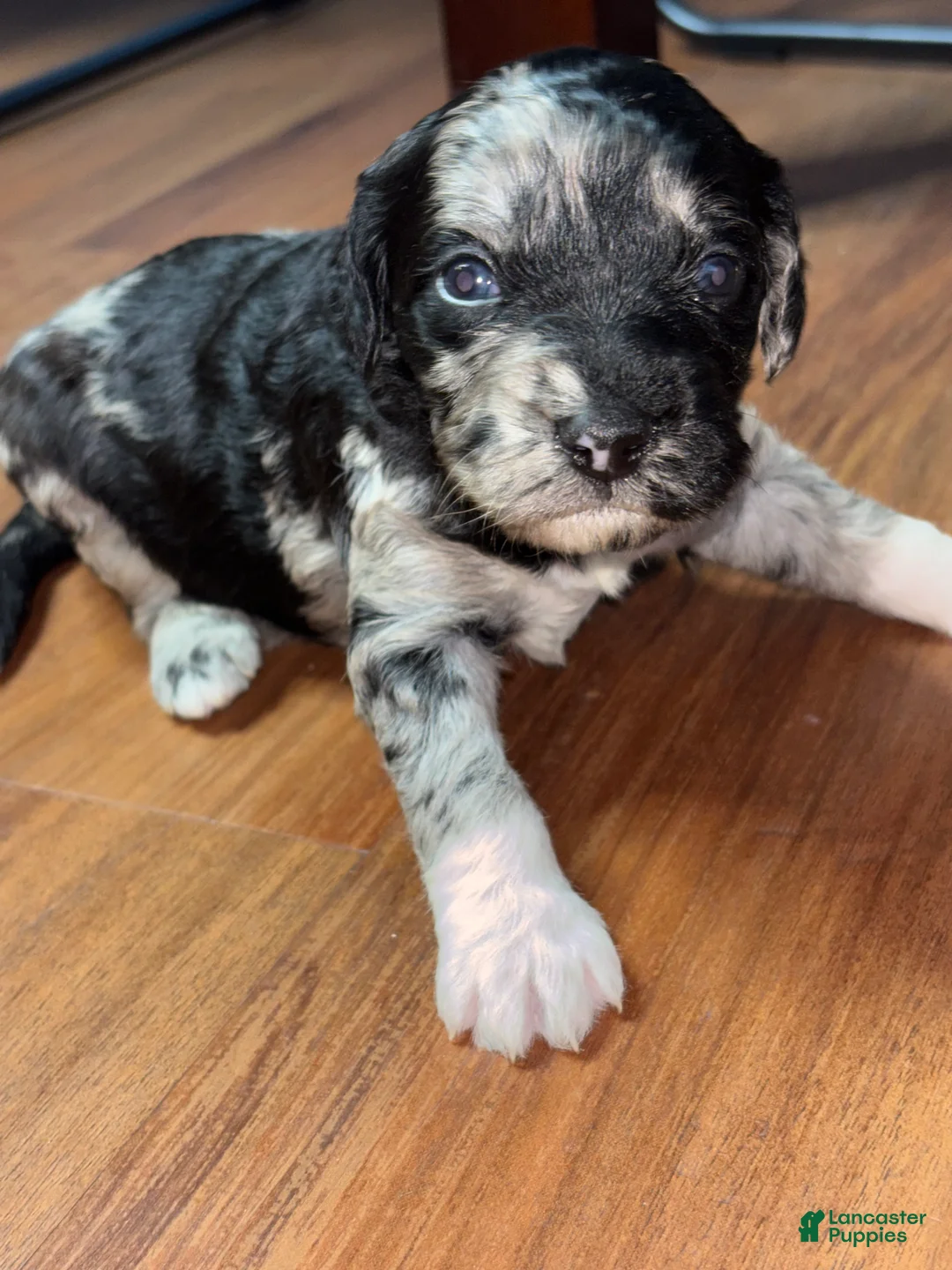 Goldendoodle dogs for sale: Luna  - Ad 1