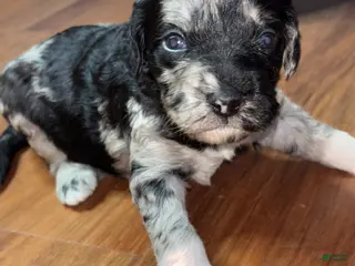 Goldendoodle dogs for sale: Luna - Ad 4