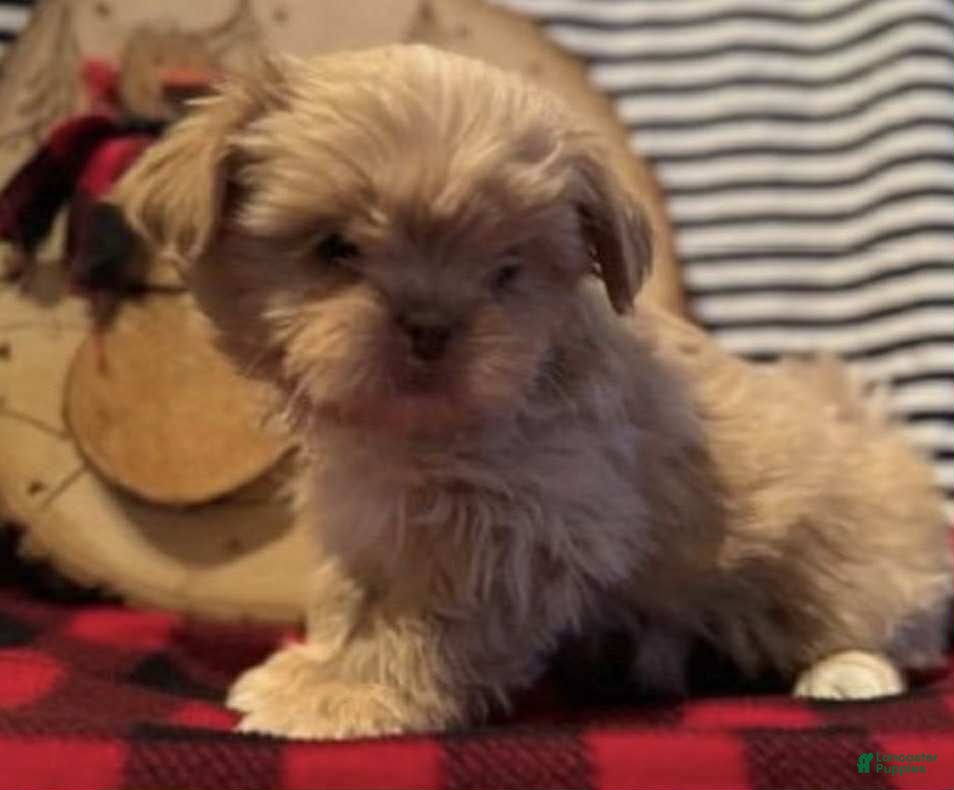 Shih Tzu dogs Donuts - Ad 3