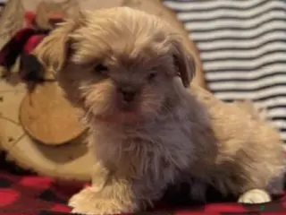 Shih Tzu dogs Donuts - Ad 3