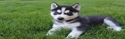 Siberian Husky dogs for sale: Reno - Ad 1