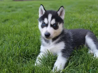 Siberian Husky dogs for sale: Reno - Ad 3
