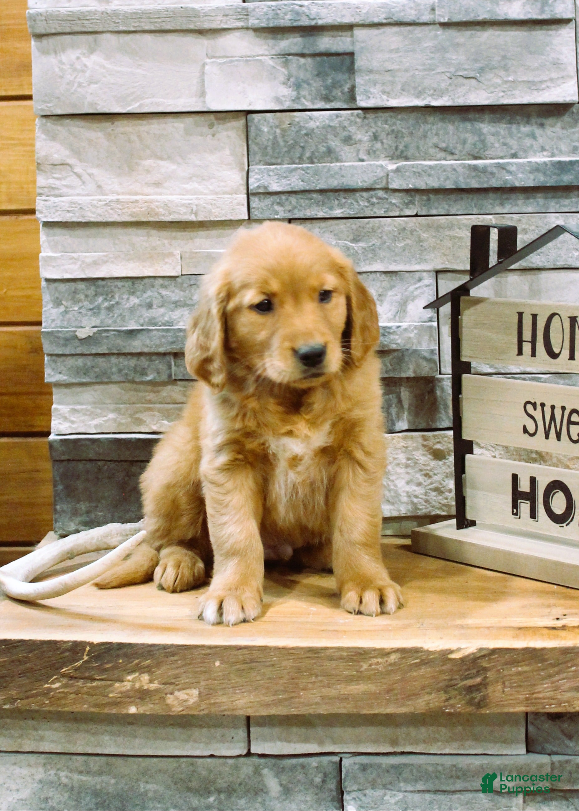 Golden Retriever dogs Golden Retriever Puppy 1 - Ad 2