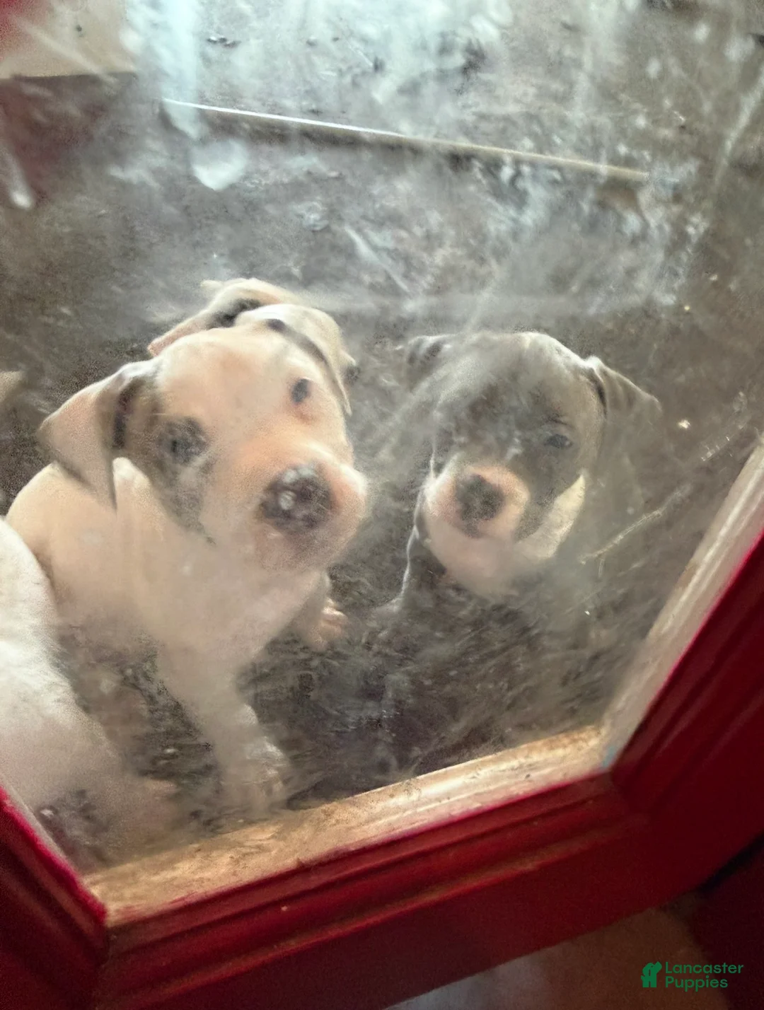 American Staffordshire Terrier dogs for sale: American Staffordshire Terrier Puppy 1 - Ad 2
