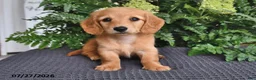 Miniature Dachshund dogs for sale: Minnie - Ad 3