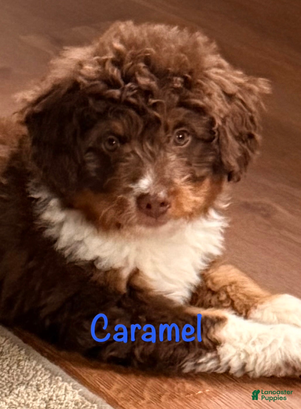 Caramel