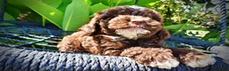 Havapoo dogs for sale: Juno-LABOR DAY SALE-TAKE $100 OFF!!! - Ad 3