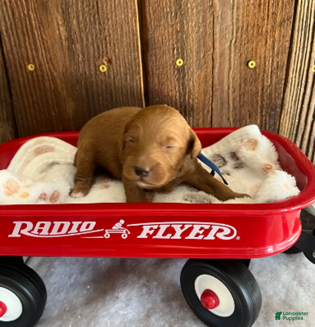 Mini Goldendoodle dogs for sale: Flapjack - Ad 3