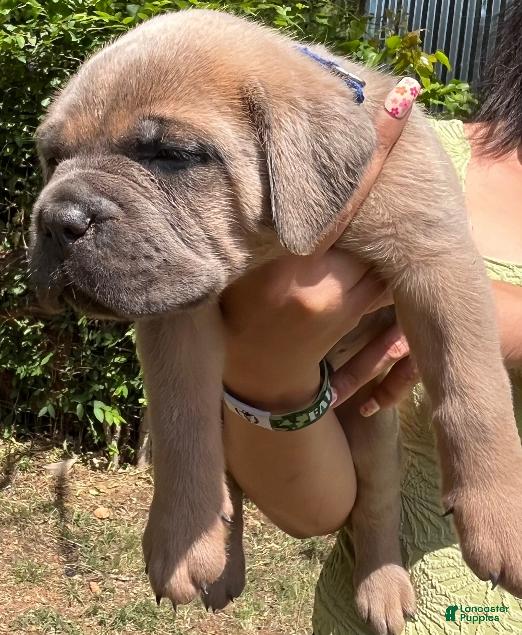Cane Corso dogs Blue collar - Ad 1