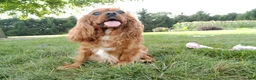 Cavalier King Charles Spaniel dogs for sale: Oli - Ad 6