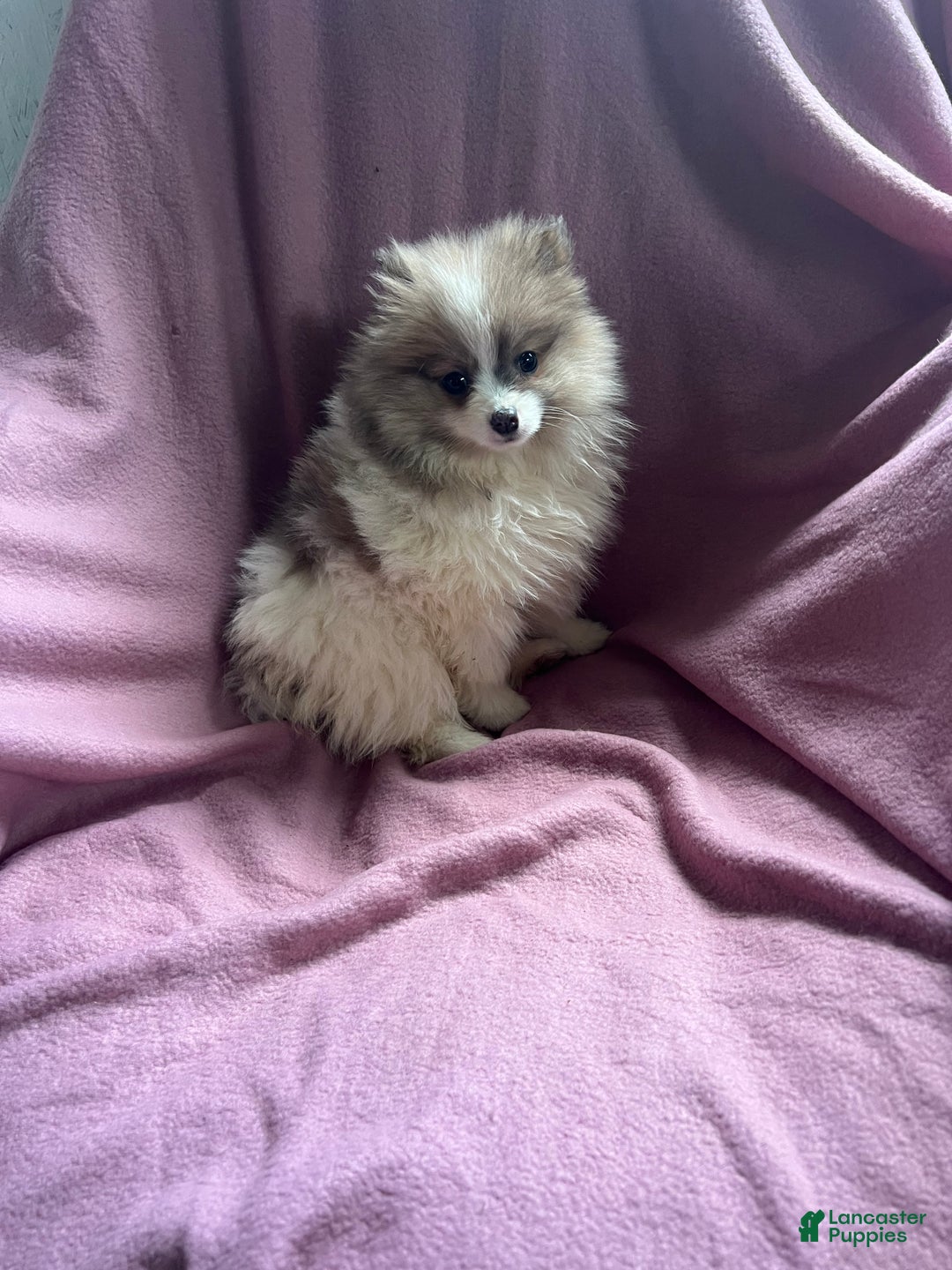 Pomeranian dogs for sale: Honey Pie - Ad 1