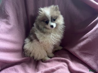 Pomeranian dogs Honey Pie - Ad 15