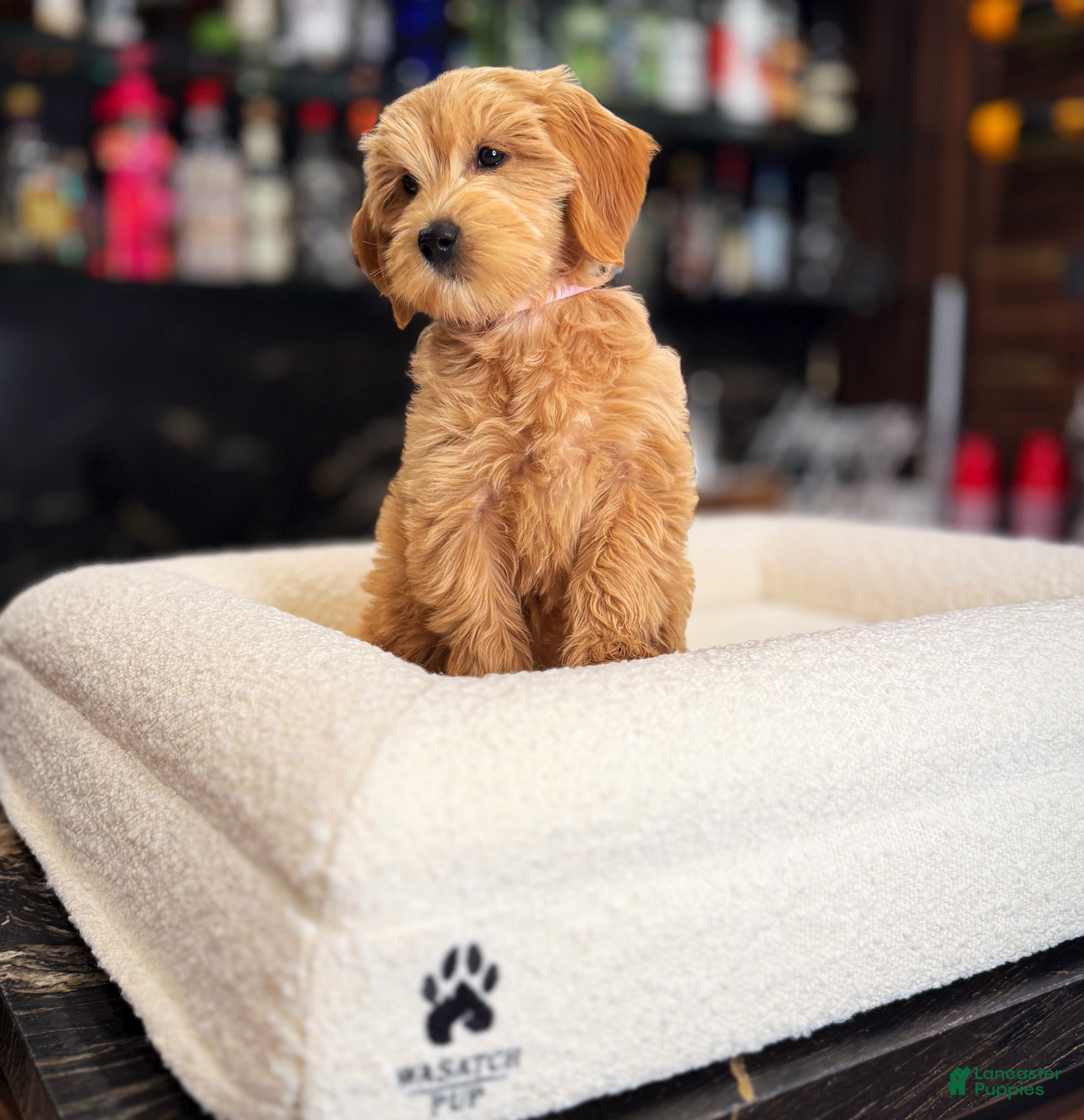 Goldendoodle dogs Lady - Ad 2