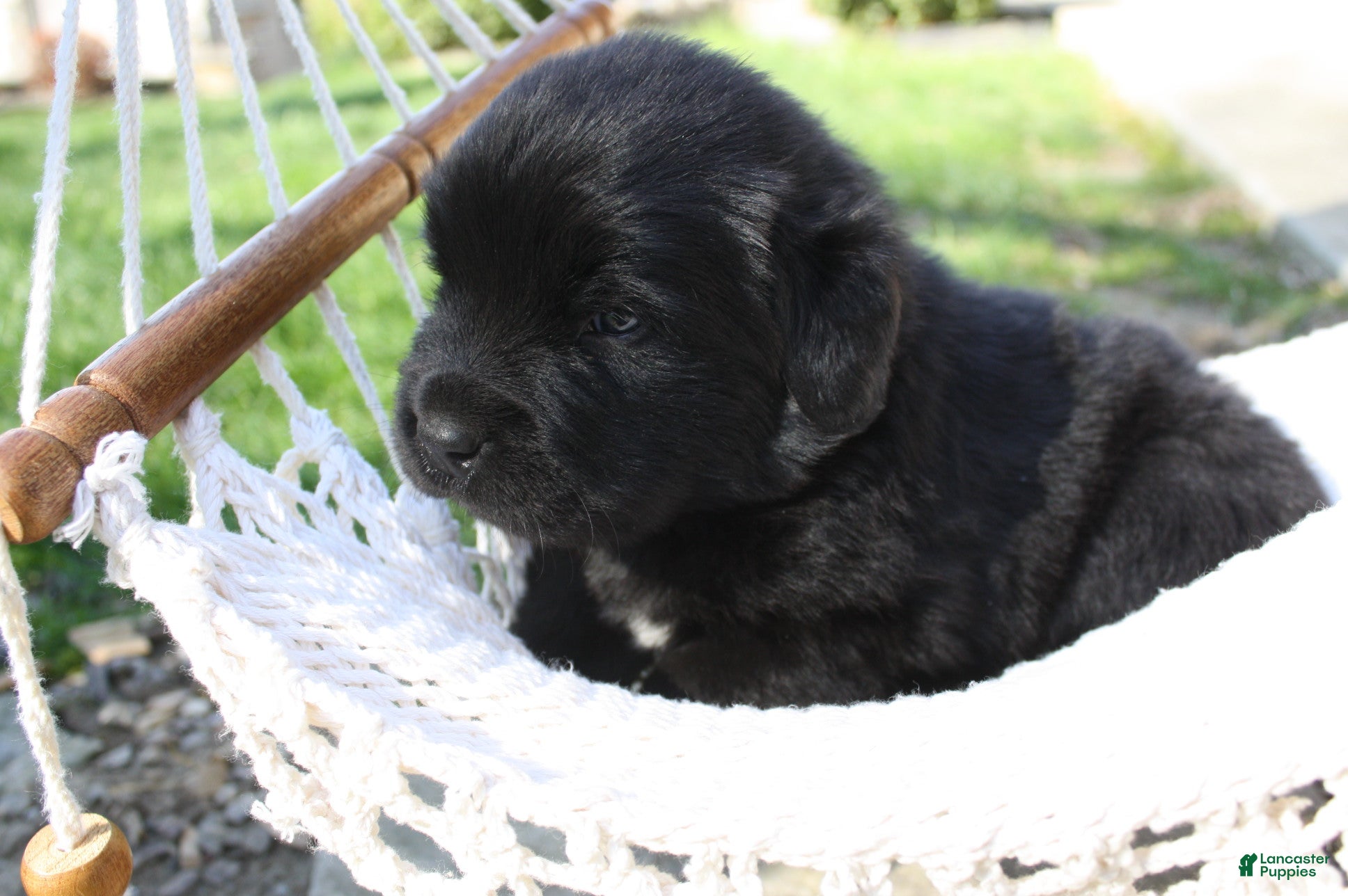 Newfoundland dogs Bear - Ad 1