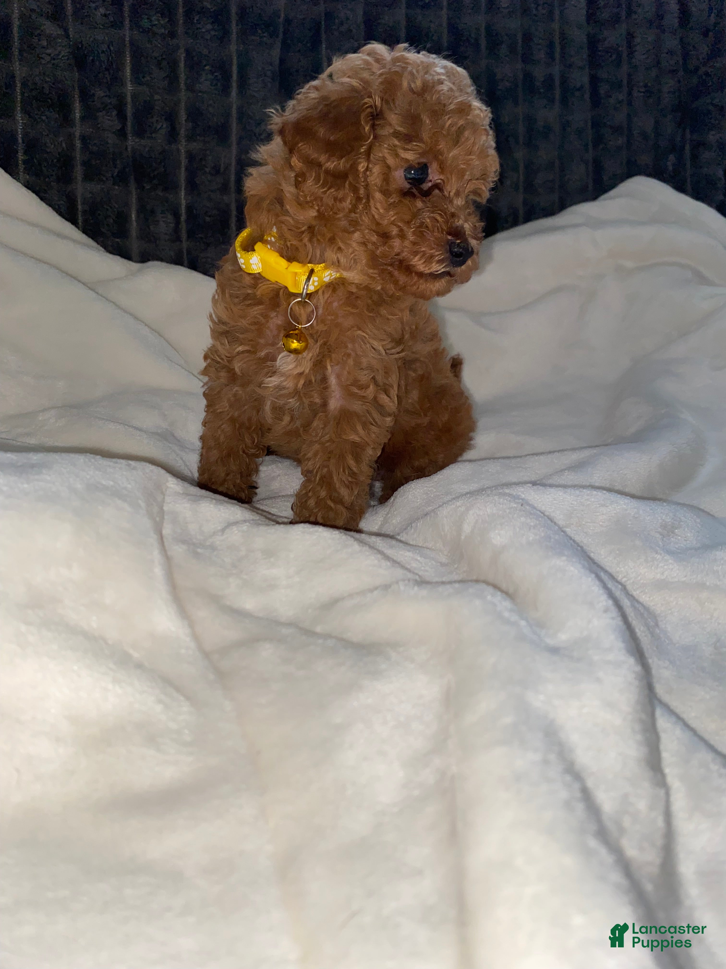 Toy Poodle dogs Bentley  - Ad 2