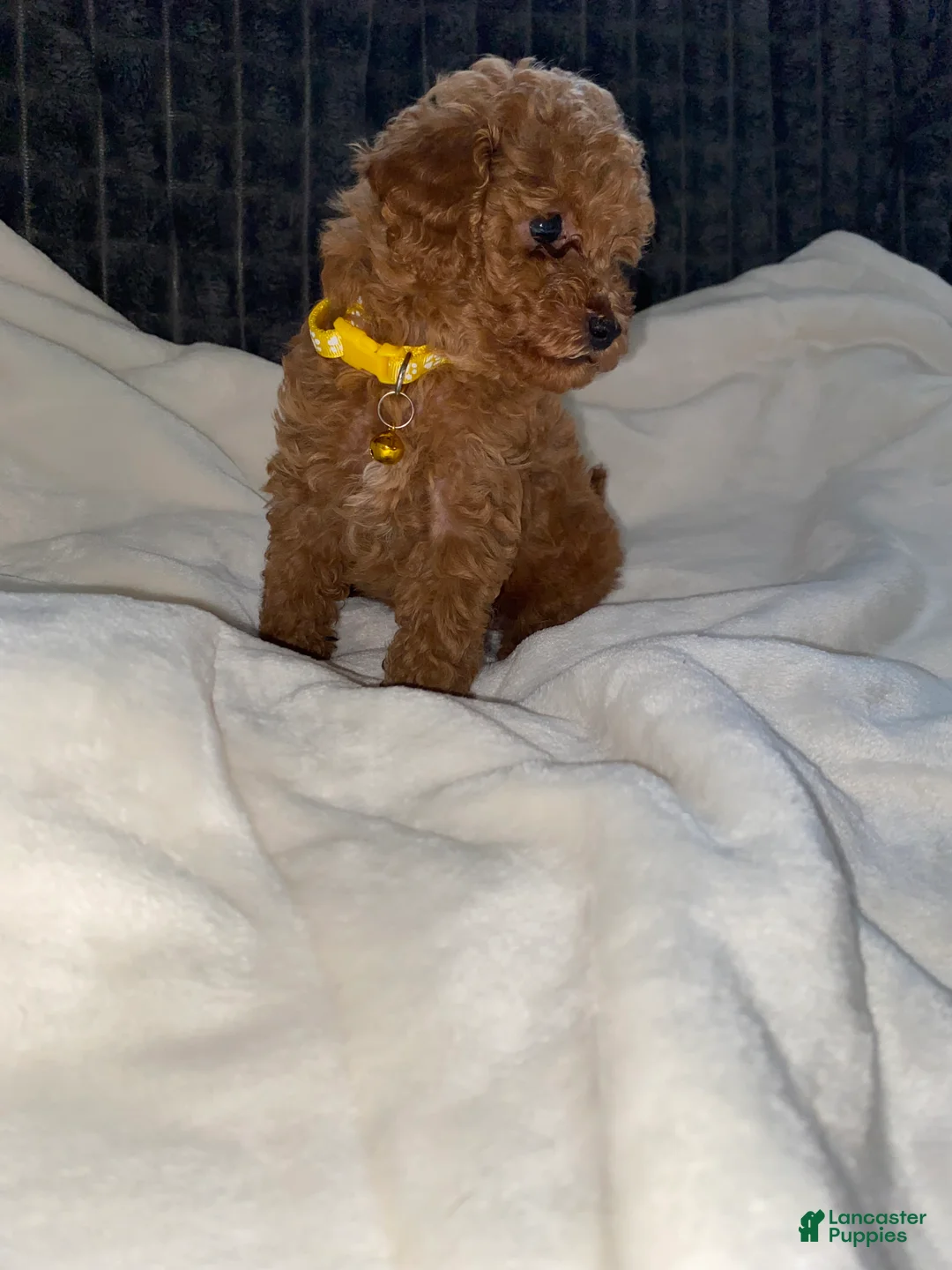 Toy Poodle dogs for sale: Bentley  - Ad 2
