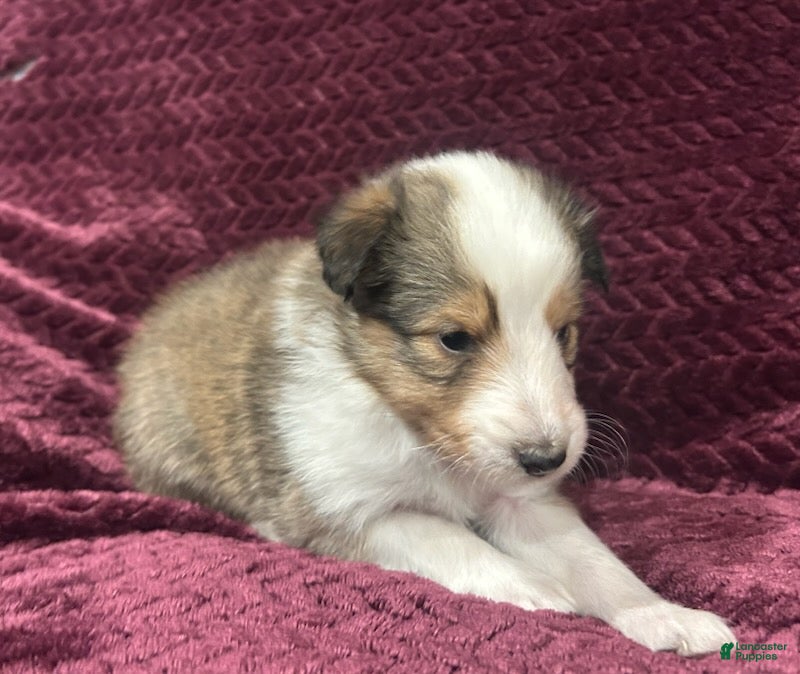 Shetland Sheepdog dogs Lily - Ad 2