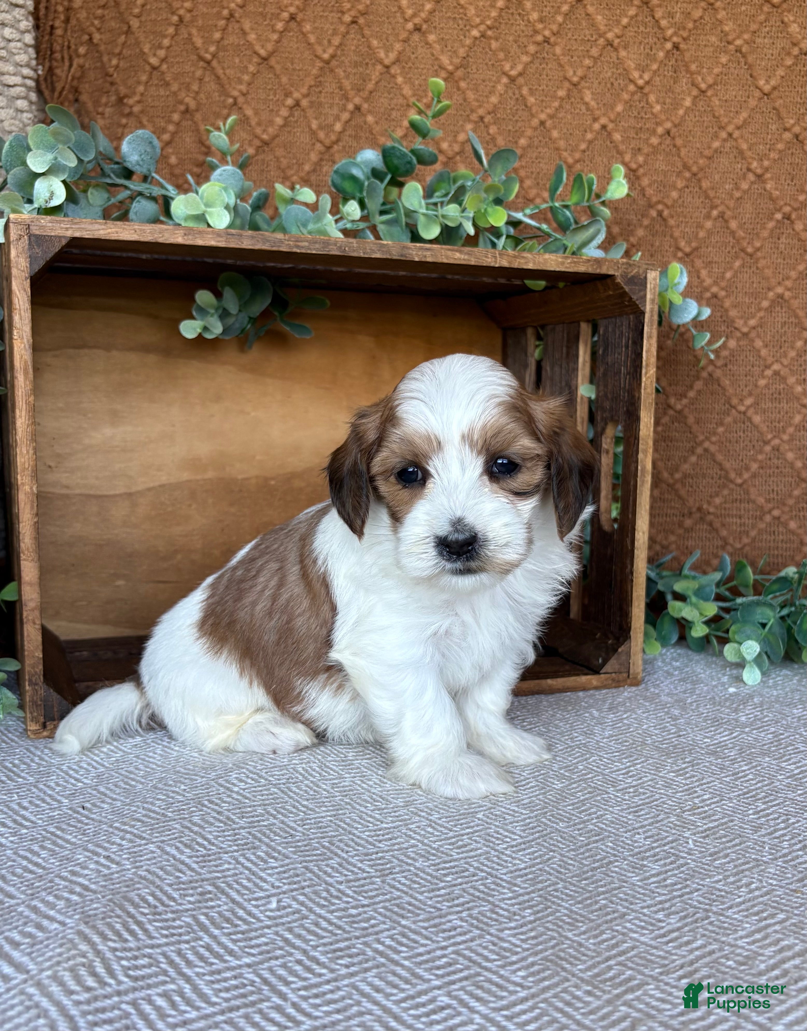 Havanese dogs Biscuit  - Ad 1