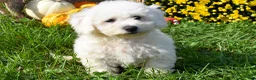 Bichon Frise dogs for sale: Tucker 🦴 - Ad 10