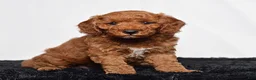 Mini Goldendoodle dogs for sale: Rio - Ad 5