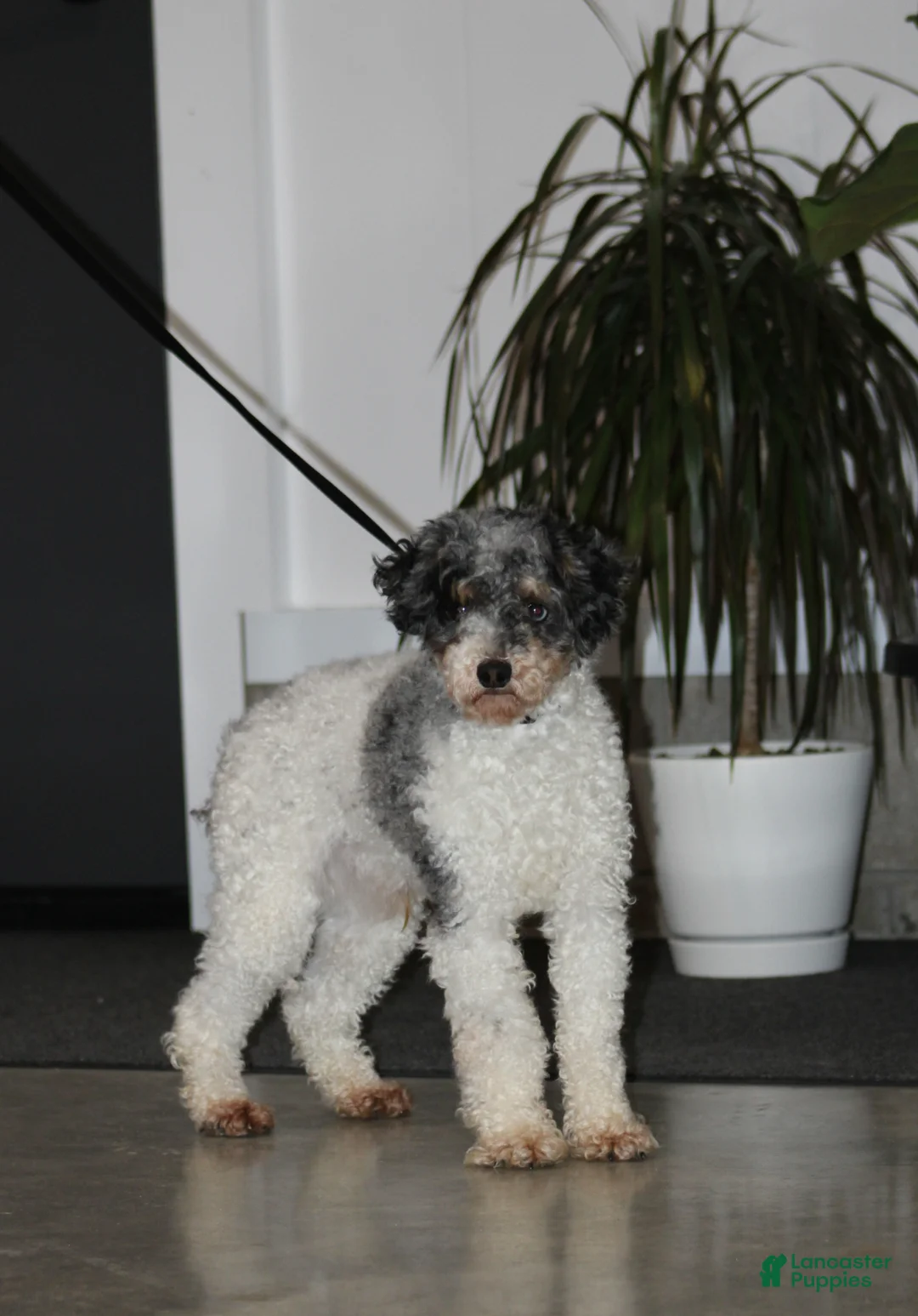 Cavapoo dogs for sale: Chloe - Ad 5