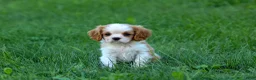 Cavalier King Charles Spaniel dogs for sale:  Nova🎀 - Ad 20