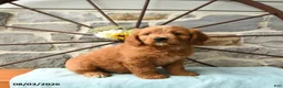 Mixed Breed dogs for sale: Lionheart - Ad 3
