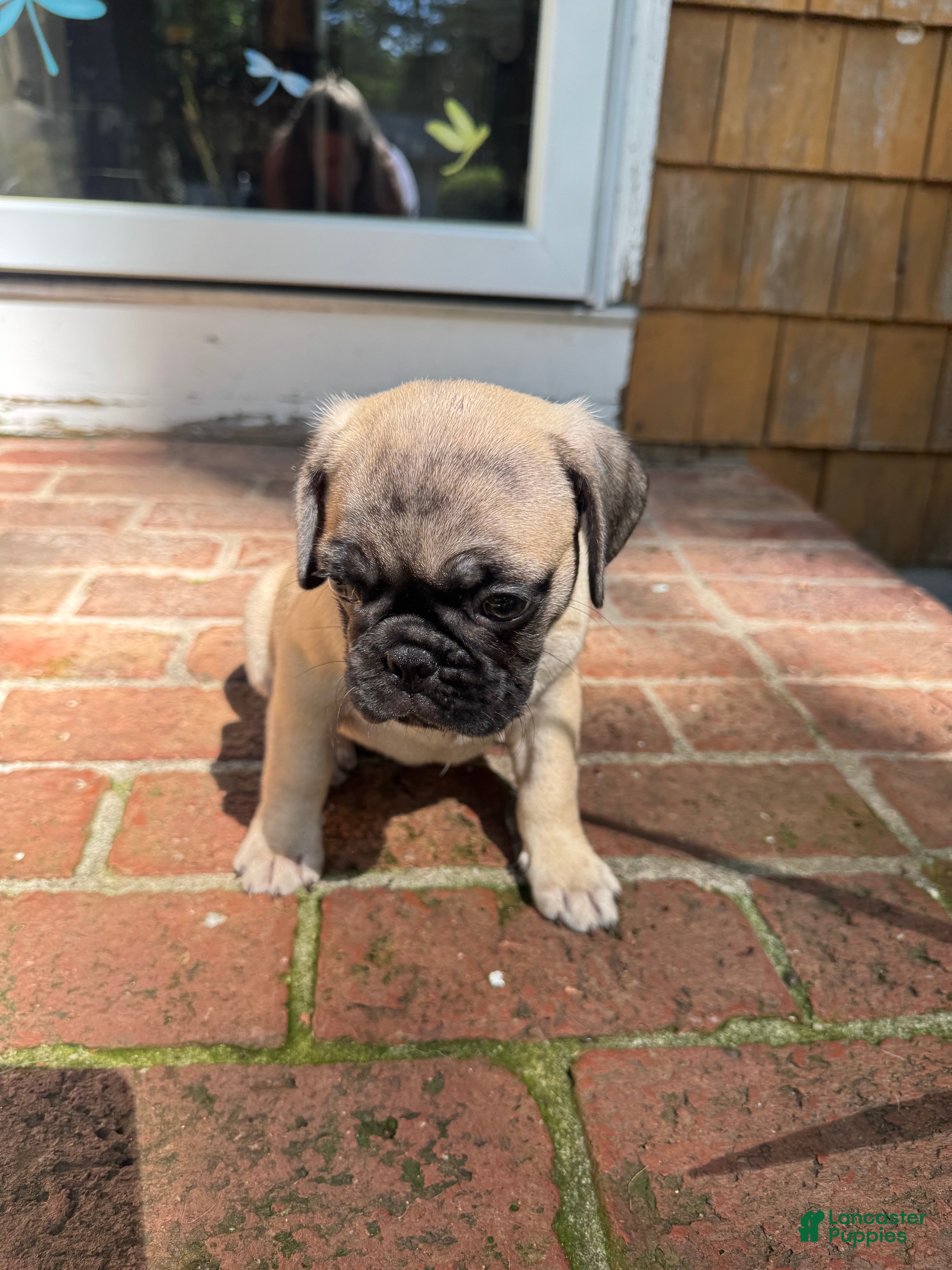 Frug dogs for sale: Frug 2 - Ad 3