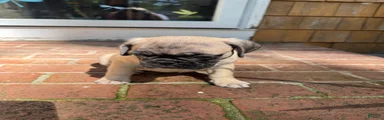 Frug 2