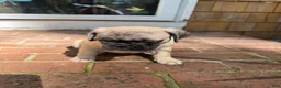 Frug dogs for sale: Frug 2 - Ad 1