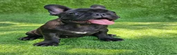French Bulldog dogs for sale: Guava - Ad 4
